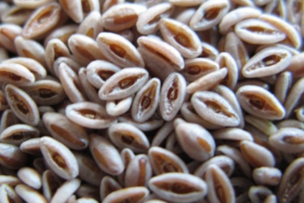 Psyllium Seeds / Husk